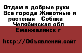 Отдам в добрые руки  - Все города Животные и растения » Собаки   . Челябинская обл.,Еманжелинск г.